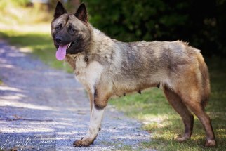 Akita Dogs for adoption in Pryor, OK, USA