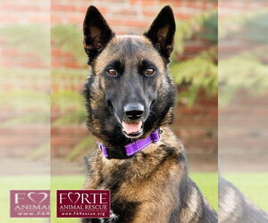 Mutt Dogs for adoption in Marina del Rey, CA, USA