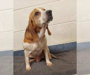 Beagle-Unknown Mix Dogs for adoption in Glen Allen, VA, USA