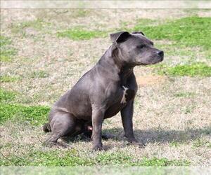 Mutt Dogs for adoption in Grovetown, GA, USA