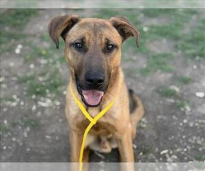 German Shepherd Dog Dogs for adoption in Tulsa, OK, USA