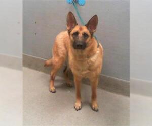 Mutt Dogs for adoption in Las Vegas, NV, USA
