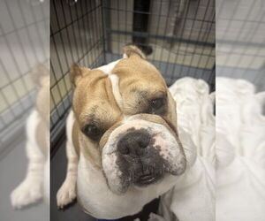 Bulldog-Unknown Mix Dogs for adoption in Las Vegas, NV, USA