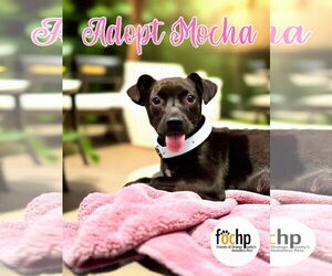 Chihuahua Dogs for adoption in Menifee, CA, USA
