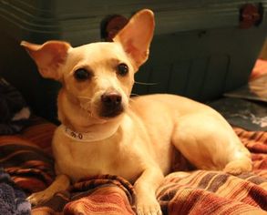 Chihuahua-Unknown Mix Dogs for adoption in Temecula, CA, USA