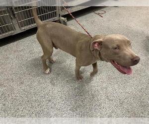 American Pit Bull Terrier Dogs for adoption in Houston, TX, USA