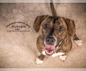 Bogle Dogs for adoption in Tampa, FL, USA