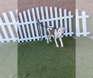 Mutt Dogs for adoption in Modesto, CA, USA