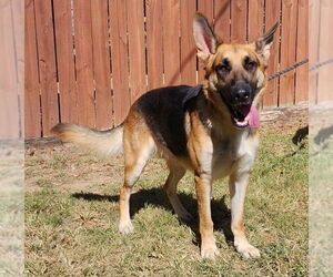Medium Photo #2 German Shepherd Dog-Unknown Mix Puppy For Sale in Wetumpka, AL, USA