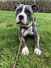 Medium Photo #1 American Pit Bull Terrier-Unknown Mix Puppy For Sale in Gilbertsville, PA, USA