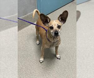 Chihuahua-Unknown Mix Dogs for adoption in Las Vegas, NV, USA
