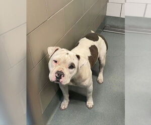 American Pit Bull Terrier Dogs for adoption in Baytown, TX, USA