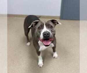 American Staffordshire Terrier Dogs for adoption in Aurora, CO, USA