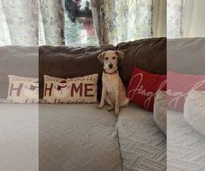 Mutt Dogs for adoption in Woodbury, NY, USA