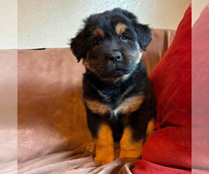 Labrador Retriever-Unknown Mix Dogs for adoption in Canton, CT, USA