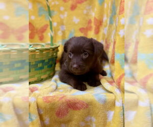 Labrador Retriever-Unknown Mix Dogs for adoption in Duluth, MN, USA
