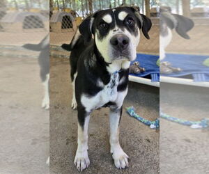 Shepweiller Dogs for adoption in Osgood, IN, USA