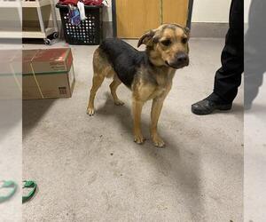 Doberman Pinscher-Unknown Mix Dogs for adoption in Modesto, CA, USA