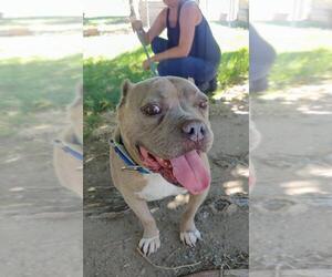 American Pit Bull Terrier Dogs for adoption in Los Banos, CA, USA