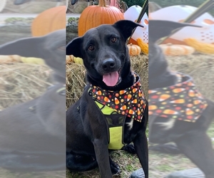 Labrador Retriever-Unknown Mix Dogs for adoption in Redfield, AR, USA