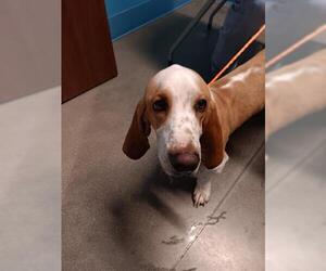 Basset Hound-Unknown Mix Dogs for adoption in Houston, TX, USA