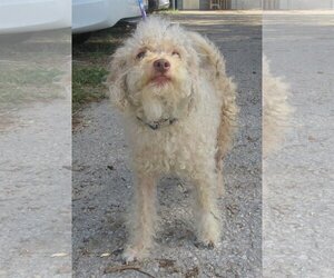 Poodle (Miniature)-Unknown Mix Dogs for adoption in Inverness, FL, USA