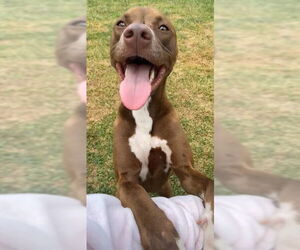 American Staffordshire Terrier Dogs for adoption in San Antonio, TX, USA