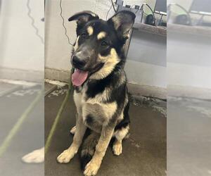 German Shepherd Dog Dogs for adoption in Camarillo, CA, USA