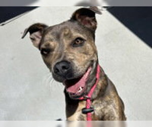 Medium Photo #3 Staffordshire Bull Terrier Puppy For Sale in Salinas, CA, USA