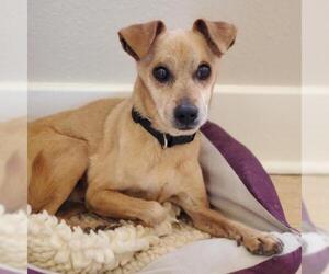 Chihuahua-Unknown Mix Dogs for adoption in Kanab, UT, USA