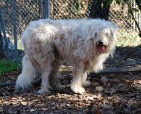 Shih Tzu-Unknown Mix Dogs for adoption in Eldora, IA, USA