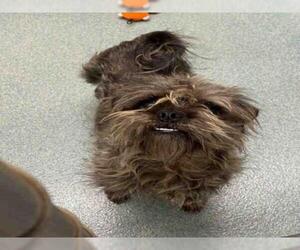 Brussels Griffon Dogs for adoption in Plano, TX, USA