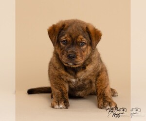 Chesapeake Bay Retriever-Unknown Mix Dogs for adoption in Winter Park, CO, USA