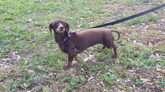 Dachshund Dogs for adoption in Helotes, TX, USA