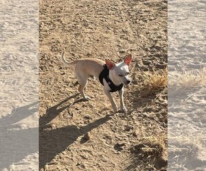 Maltese-Unknown Mix Dogs for adoption in Escondido, CA, USA