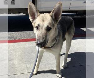 German Shepherd Dog Dogs for adoption in Camarillo, CA, USA
