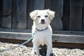 Cavapoo Dogs for adoption in Palo Alto, CA, USA