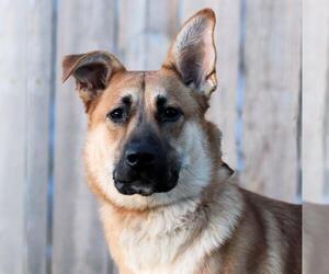 Shepradors Dogs for adoption in Estherville, IA, USA