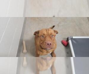 Mastiff-Unknown Mix Dogs for adoption in Jackson, CA, USA