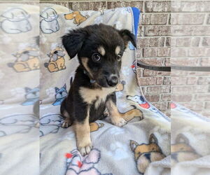 Mutt Dogs for adoption in The Woodlands, TX, USA