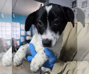 Border Collie-Jack Russell Terrier Mix Dogs for adoption in Aurora, IN, USA
