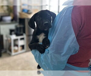 Labrador Retriever-Unknown Mix Dogs for adoption in Raleigh, NC, USA