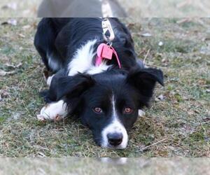 Border Collie Dogs for adoption in Mankato, MN, USA