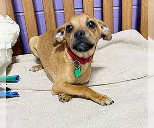 Daug Dogs for adoption in Genesee, WI, USA