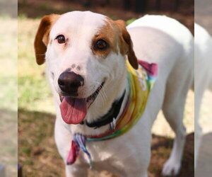 Labrador Retriever-Unknown Mix Dogs for adoption in San Antonio, TX, USA