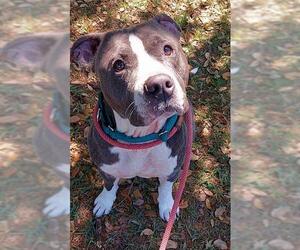 American Staffordshire Terrier Dogs for adoption in Fort Lauderdale, FL, USA