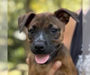 Boxer-Unknown Mix Dogs for adoption in Yardley, PA, USA