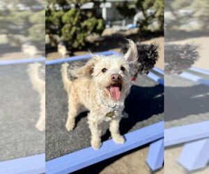Poodle (Miniature)-Unknown Mix Dogs for adoption in Seal Beach, CA, USA