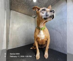 Boxer-Unknown Mix Dogs for adoption in San Antonio, TX, USA