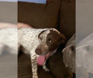 German Shorthaired Pointer Dogs for adoption in Newport, KY, USA